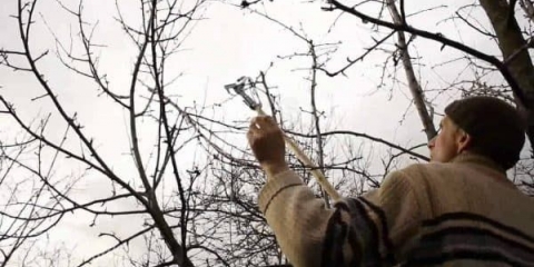 Kako formirati krunu kruške - šeme rezidbe